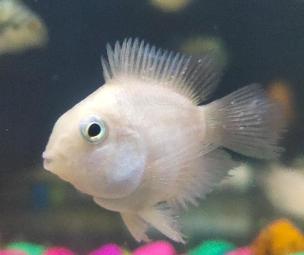 Platinum Polar Parrot Splashy Fin Aquarium Bengaluru Platinum Polar Parrot Splashy Fin Aquarium Bengaluru