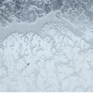 Live and Frozen Food