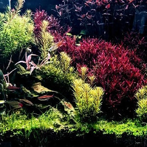 Ready-made planted aquariums