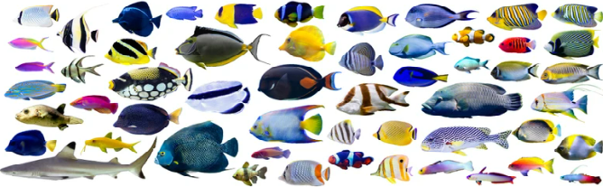 Marine Fish – Splashy Fin Aquarium Bengaluru
