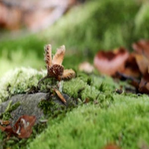 Live Terrarium plants & Moss