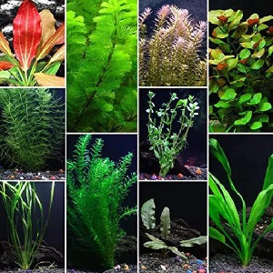 Live Aquarium Plants