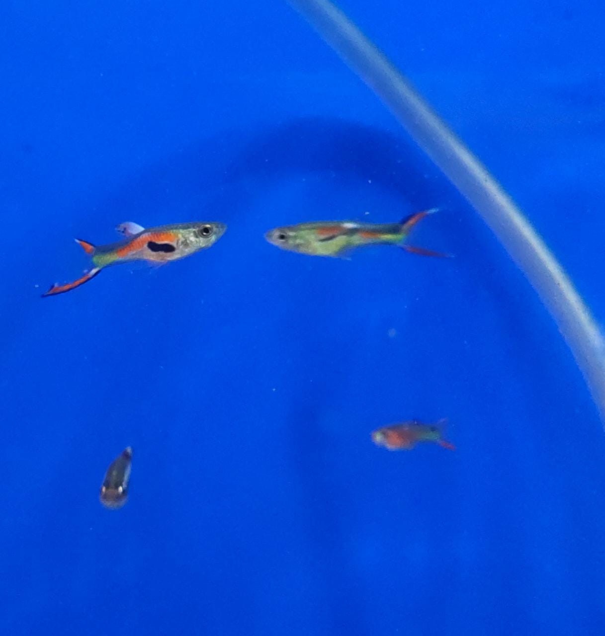 Lyretail Guppy Male