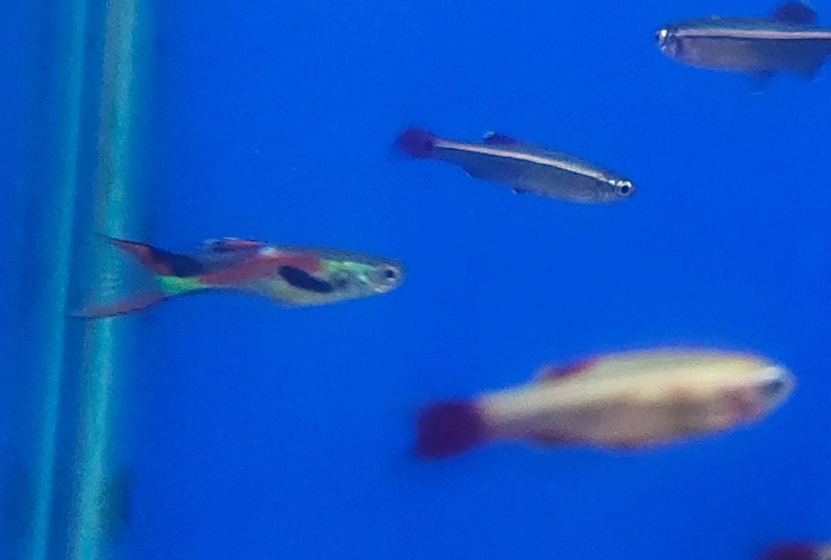 Lyretail Guppy Male