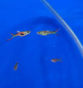 Lyretail Guppy Male