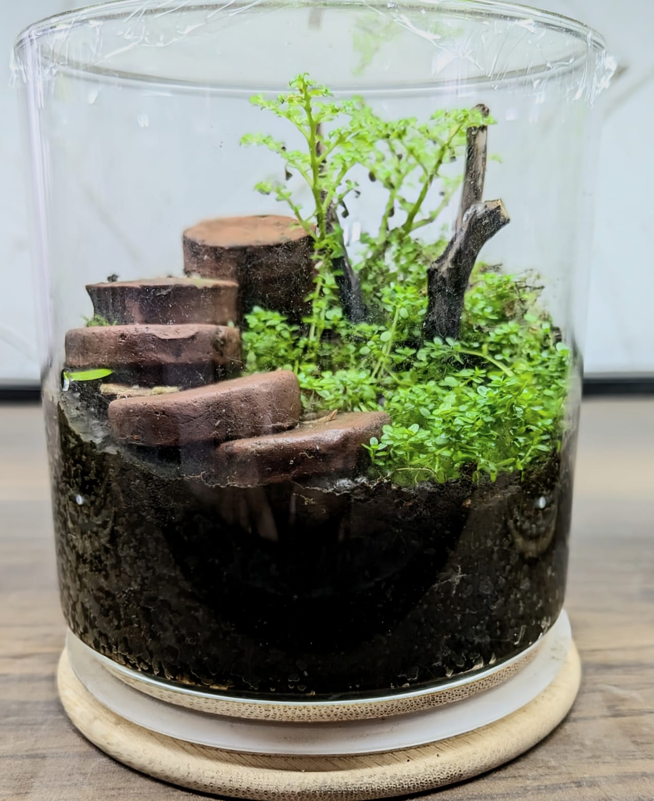 Terrarium 800