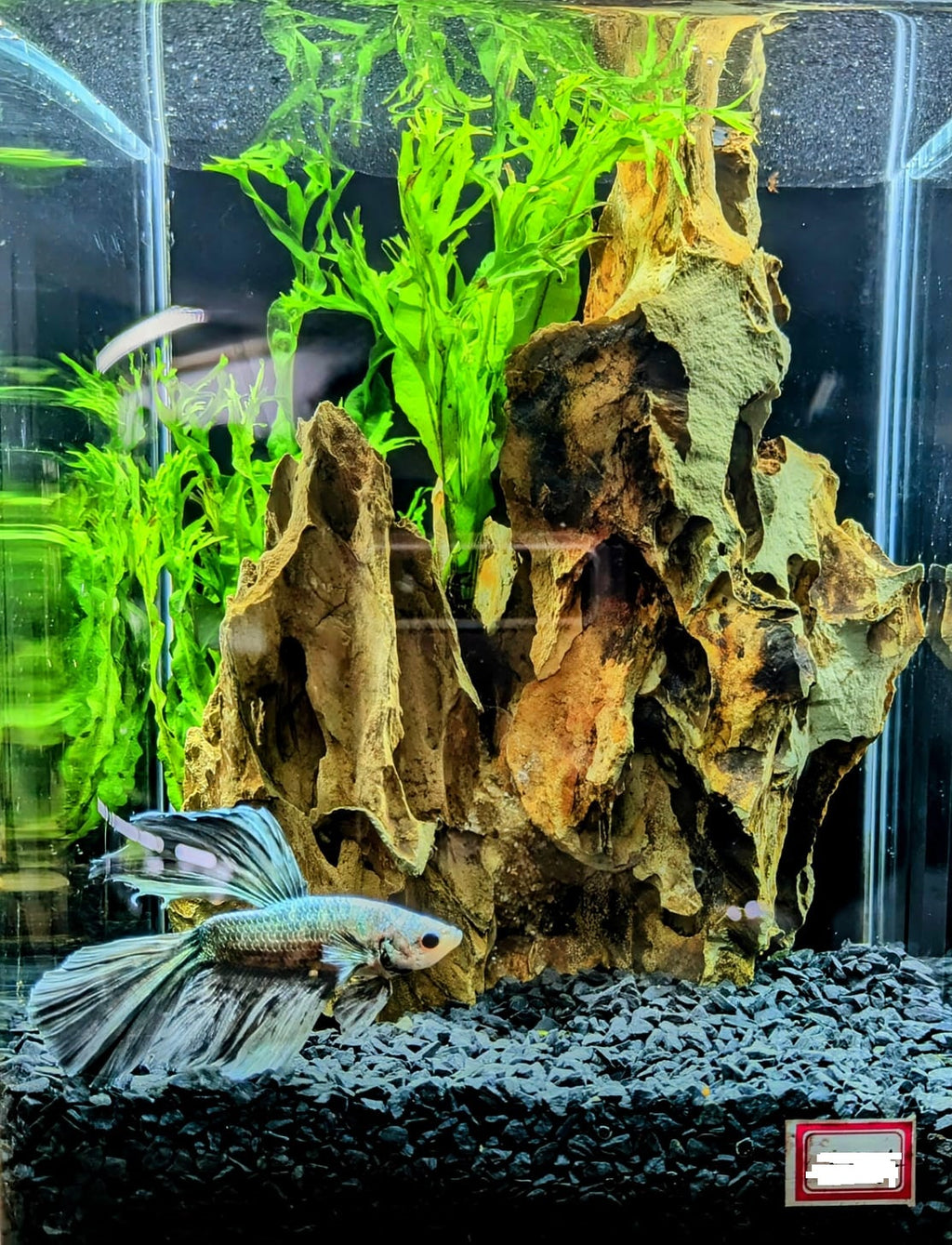 A Dramatic Centerpiece