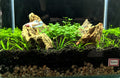 Crevice Garden Aquarium - 22cm