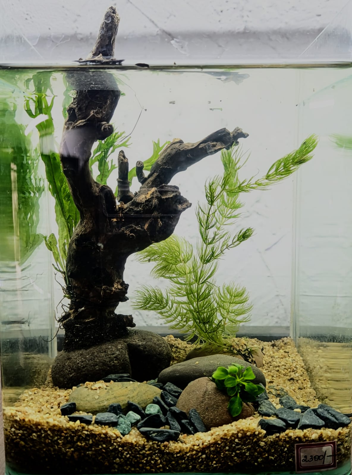 The Woody-like Sculpture Aquarium