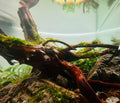 Premium Driftwood Aquascape - 35cm
