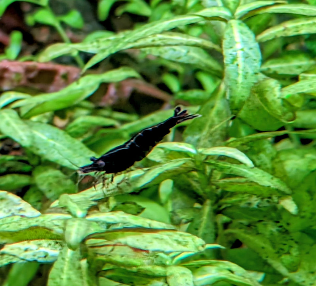 Choco black shrimp