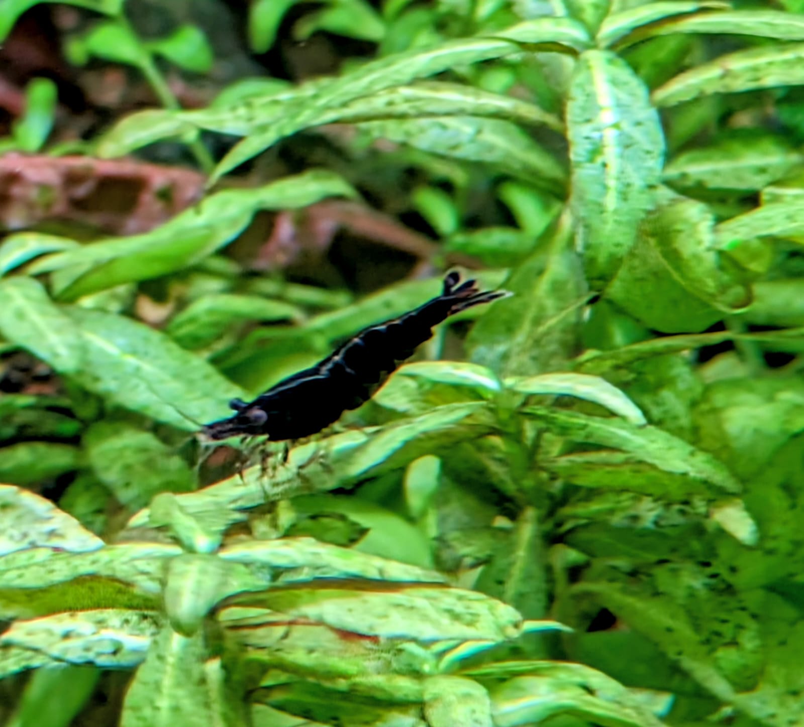 Choco black shrimp