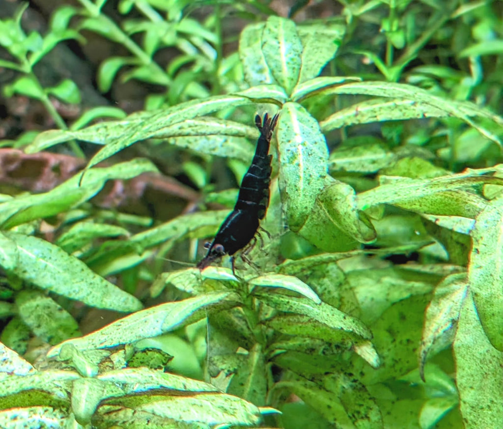 Choco black shrimp