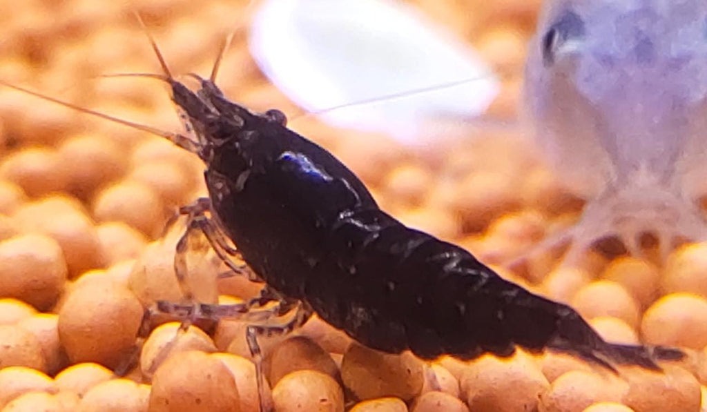 Choco black shrimps