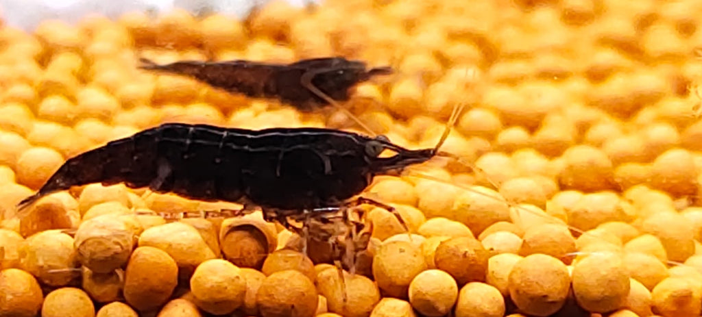 Choco black shrimps
