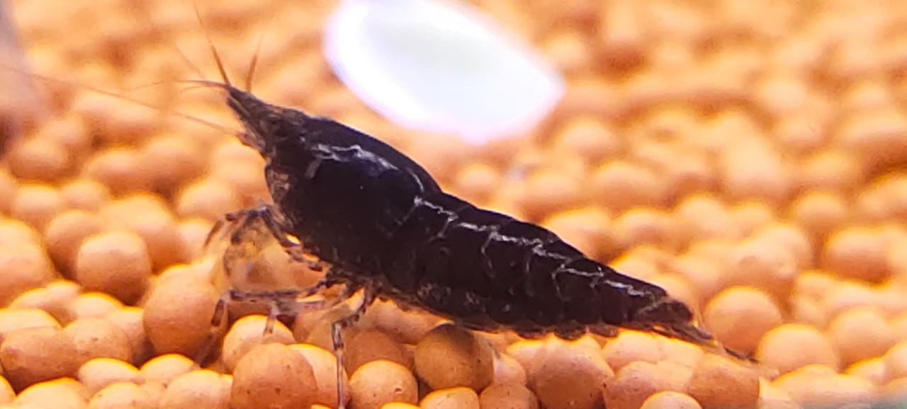 Choco black shrimps