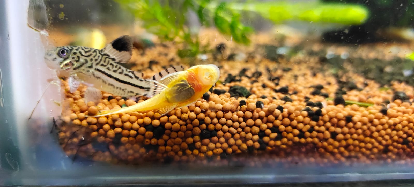 Albino Bristlenose Pleco