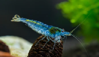 Aura blue shrimps