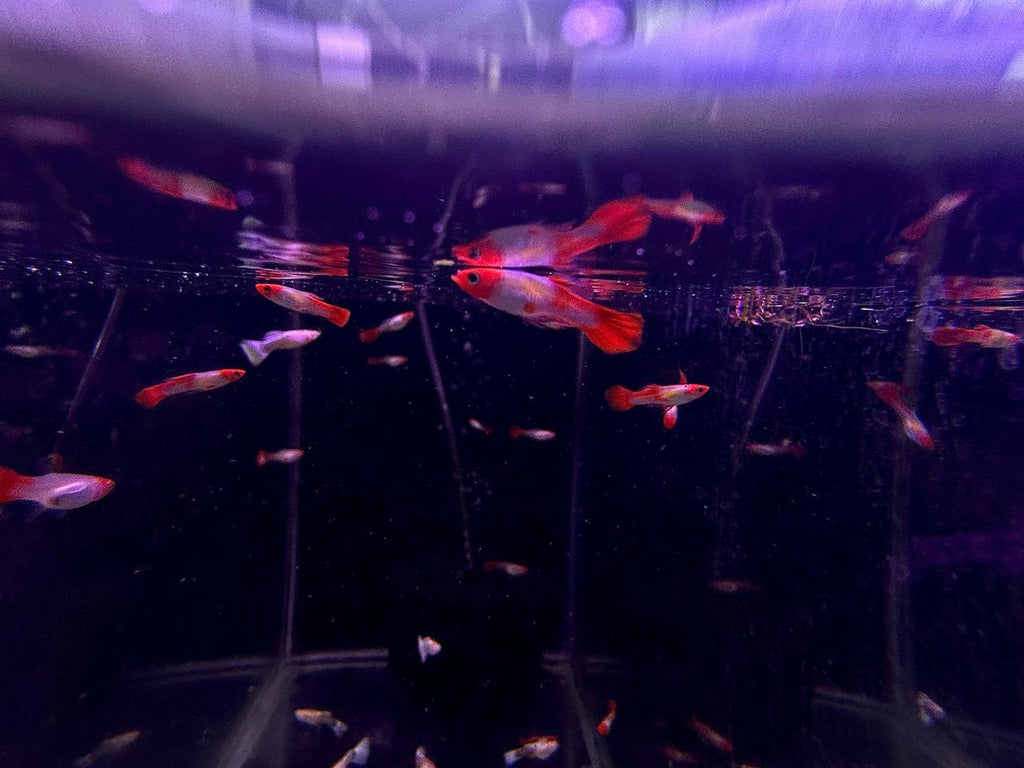 Albino Koi Guppy (2)