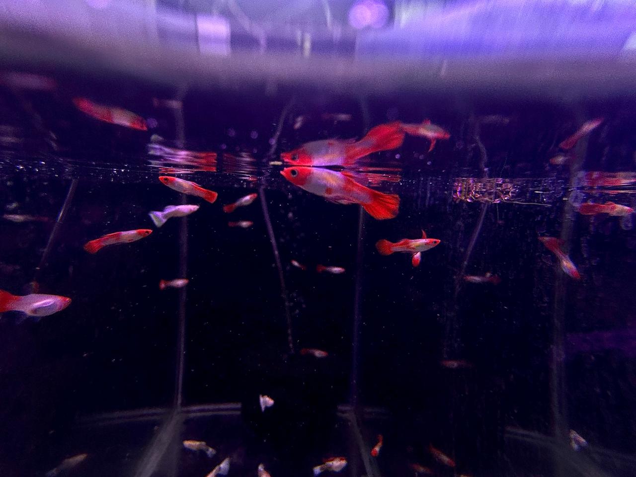 Albino Koi Guppy (2)