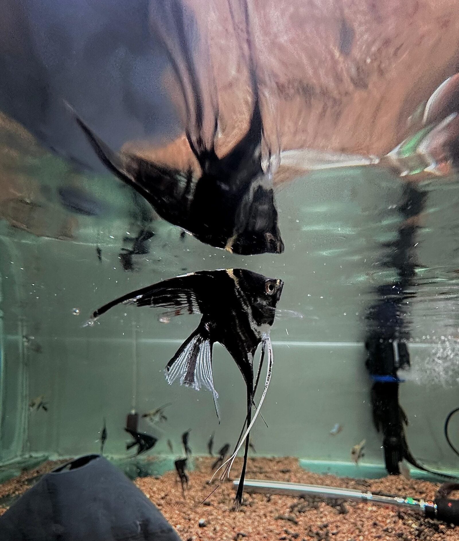 Veiltail angels