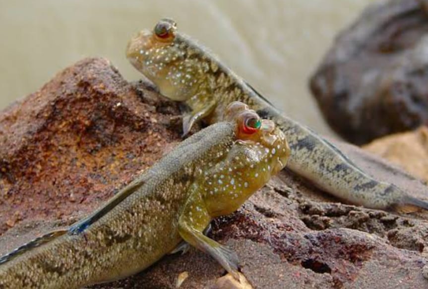 Mudskipper