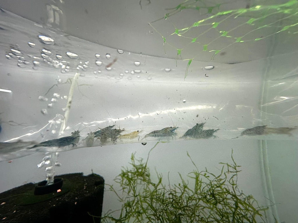 Indonesian Amano shrimp