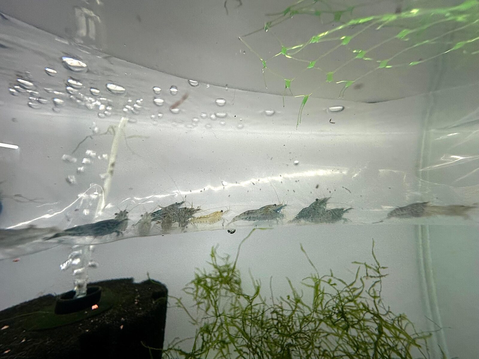 Indonesian Amano shrimp