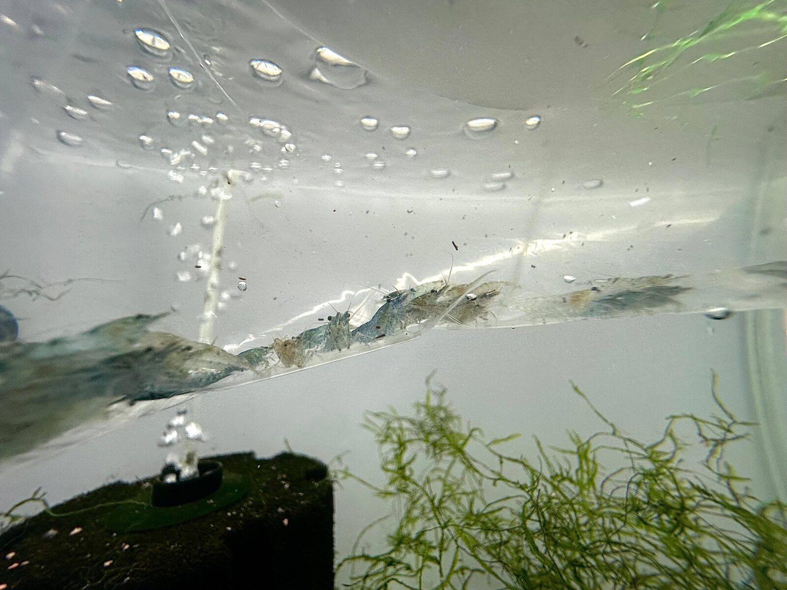 Indonesian Amano shrimp