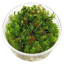 Rotala Wallichii Long Leaf T