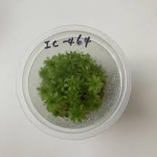 Tonina-Fluviatilis-