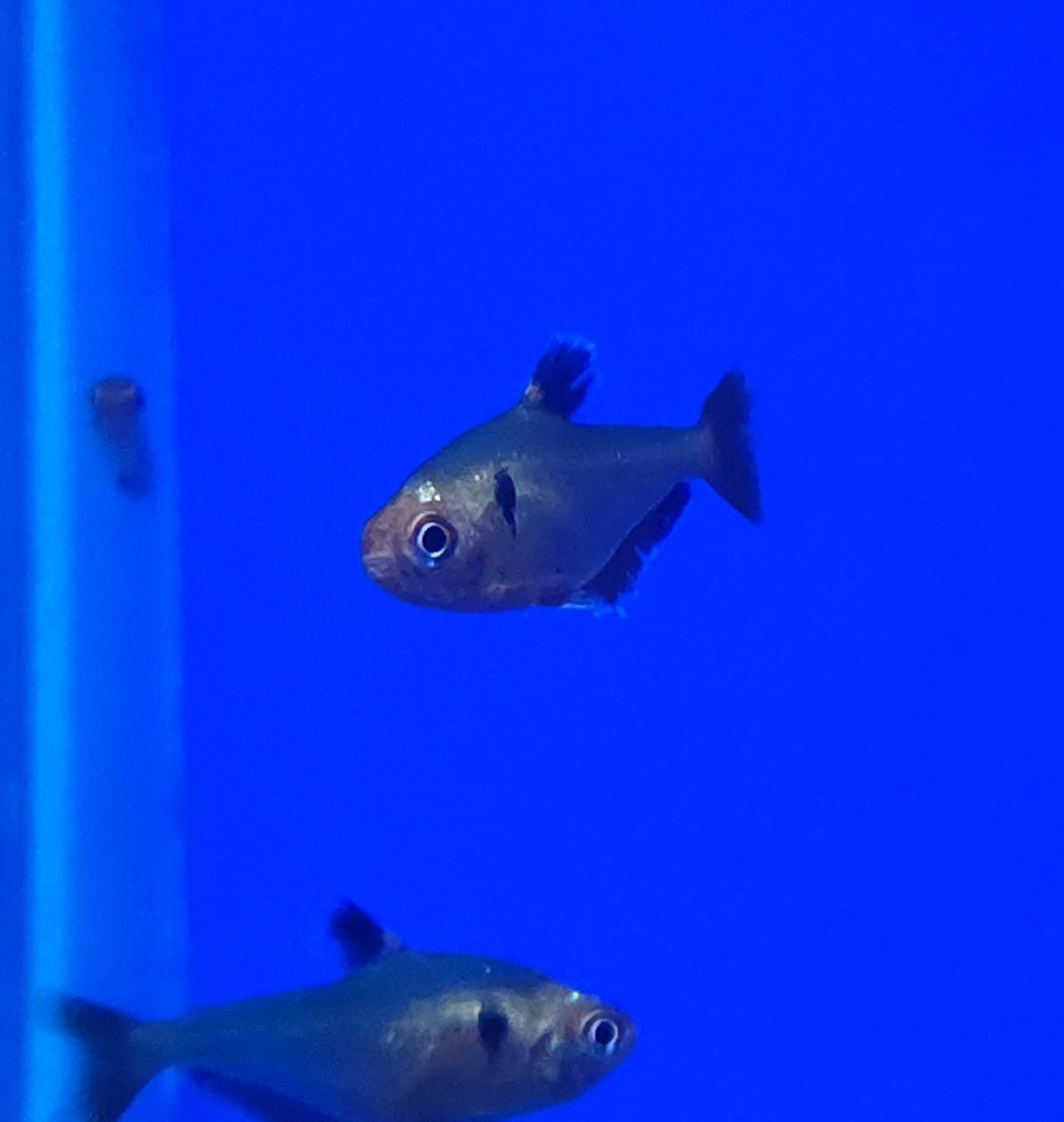 Serpae tetra