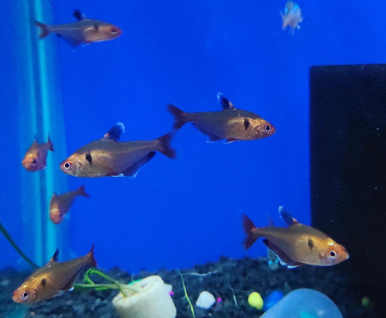Serpae tetra