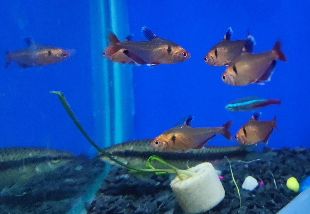 Serpae tetra