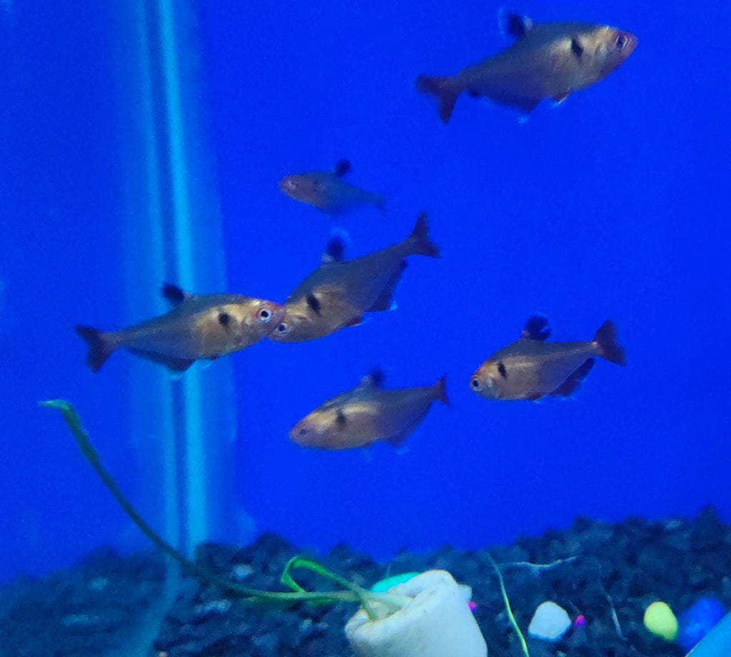Serpae tetra