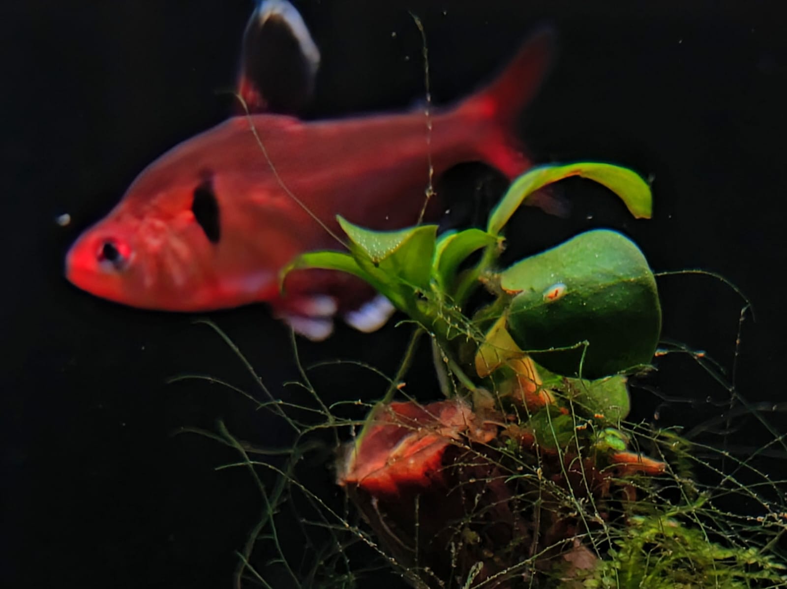 Serpae Tetra