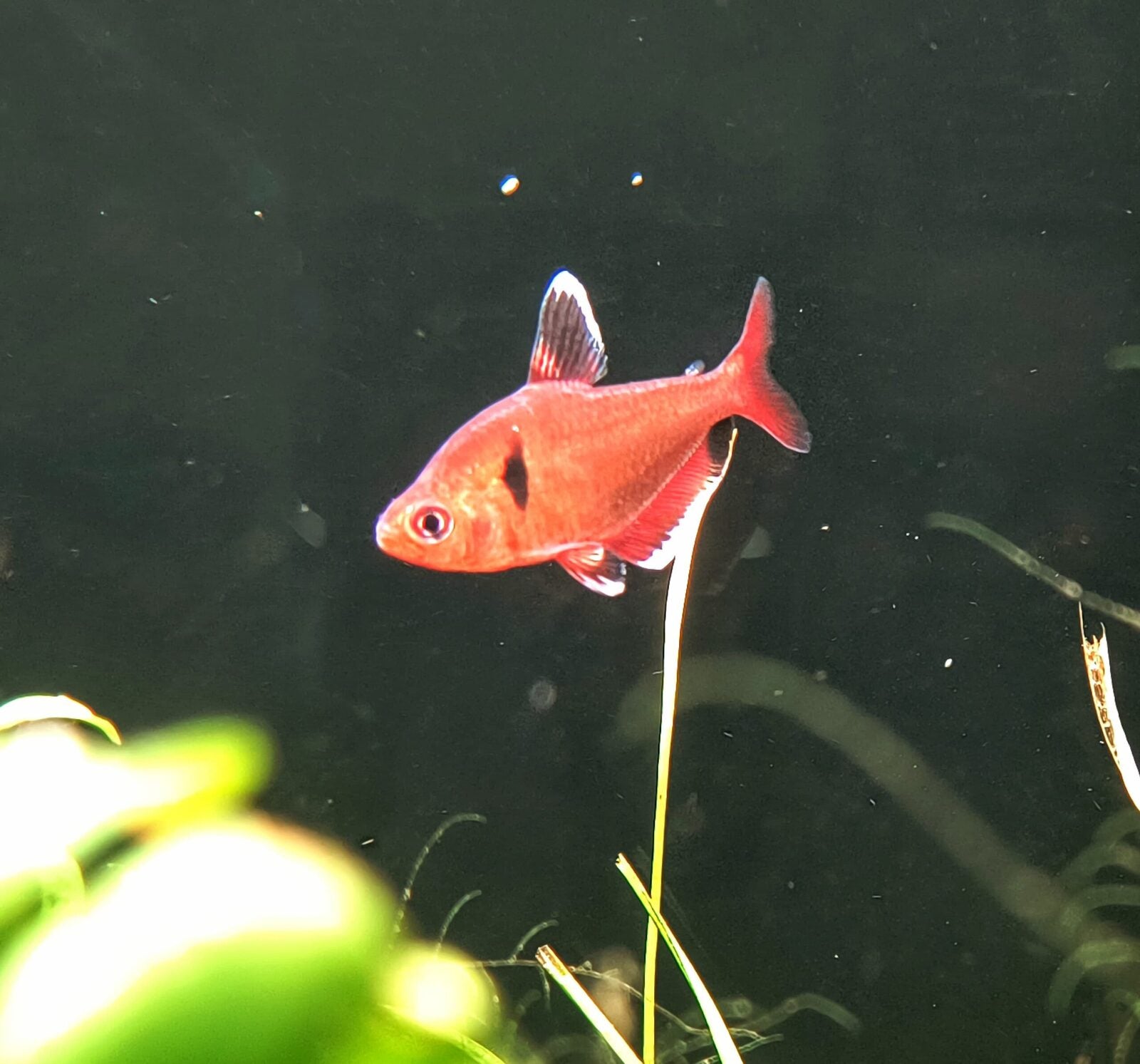Serpae Tetra