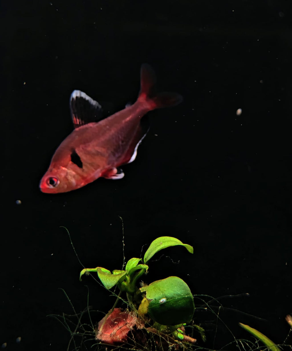 Serpae Tetra