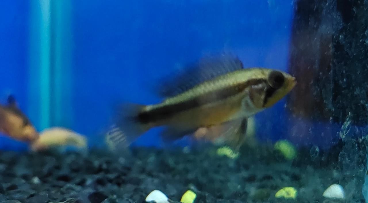 Apistogramma double red