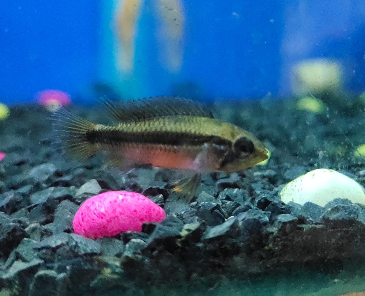 Apistogramma double red