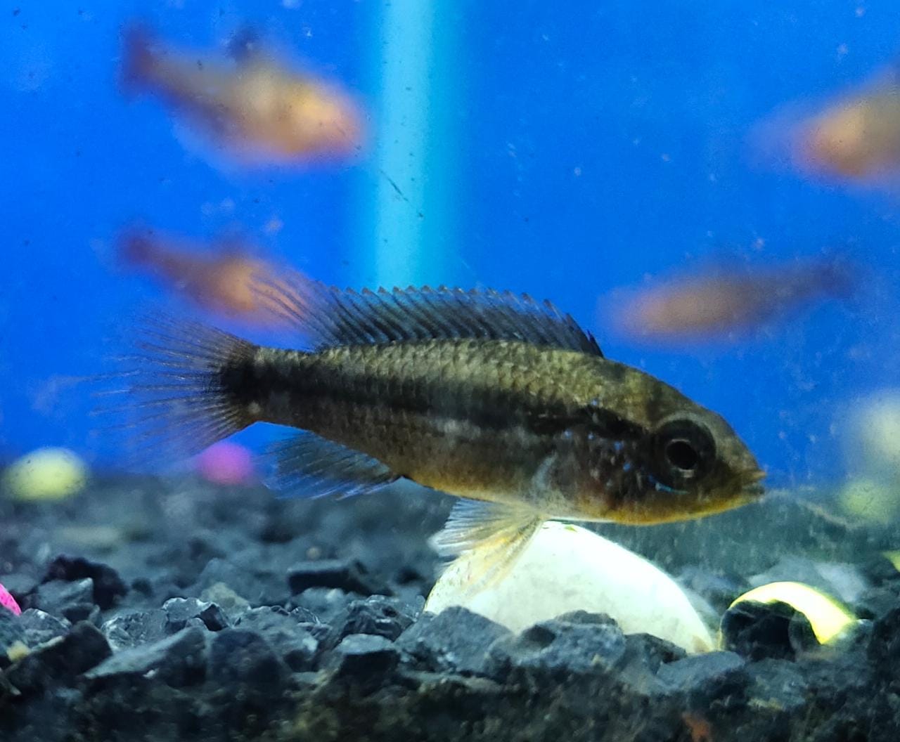 Apistogramma double red