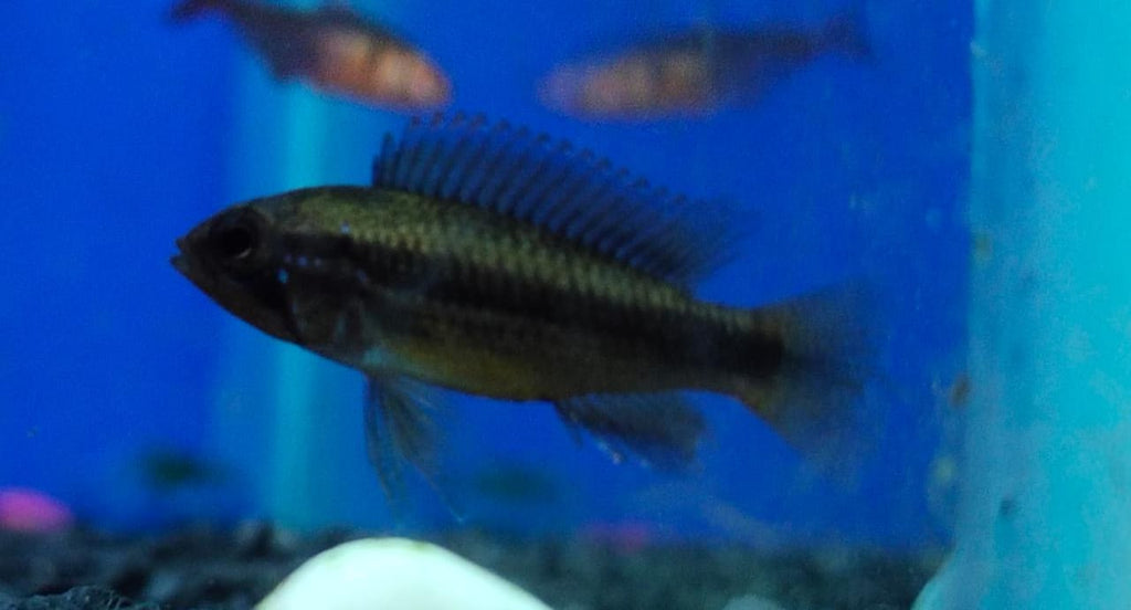 Apistogramma double red