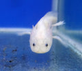 Axolotl