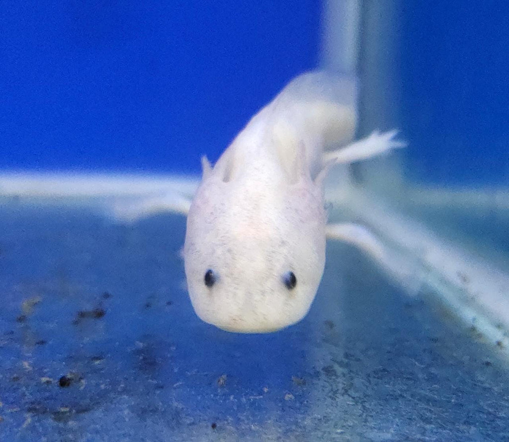 Axolotl