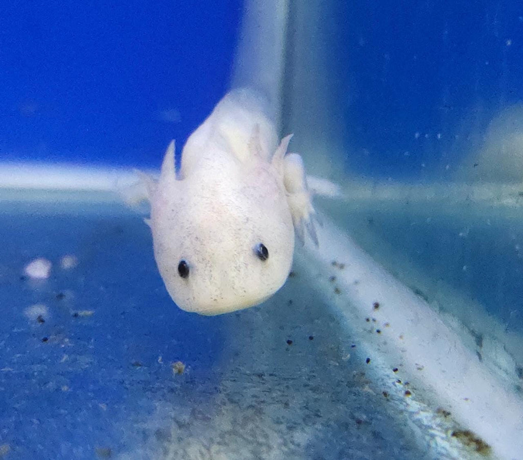 Axolotl