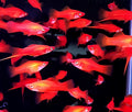 Swordtails