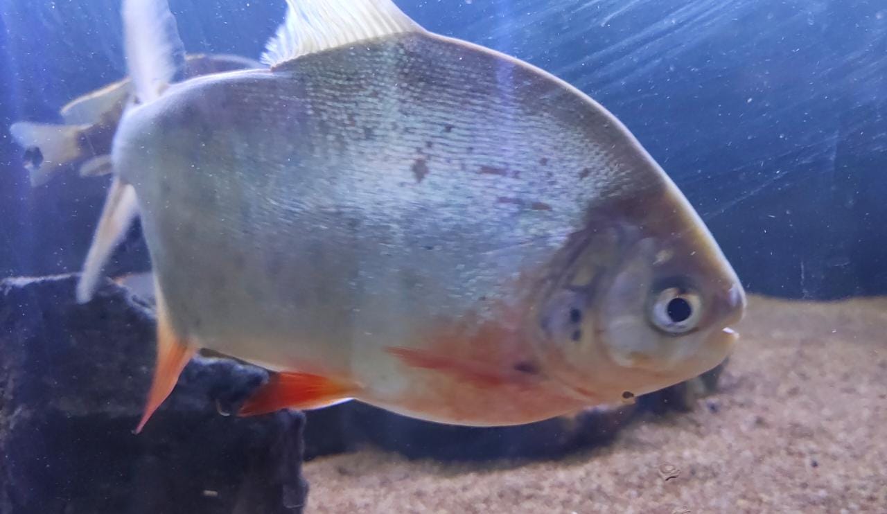 Pacu