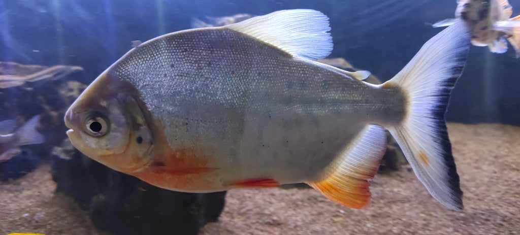 Pacu