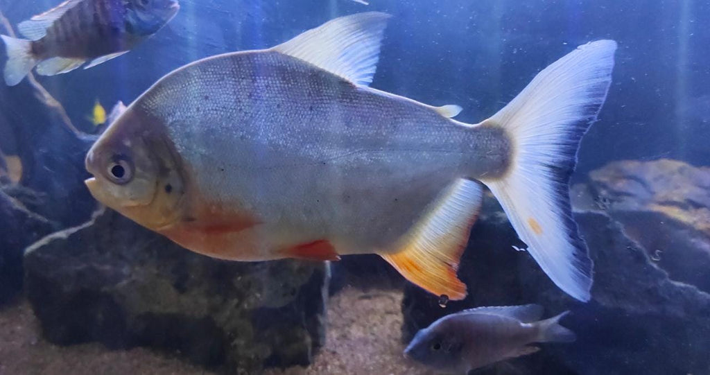 Pacu