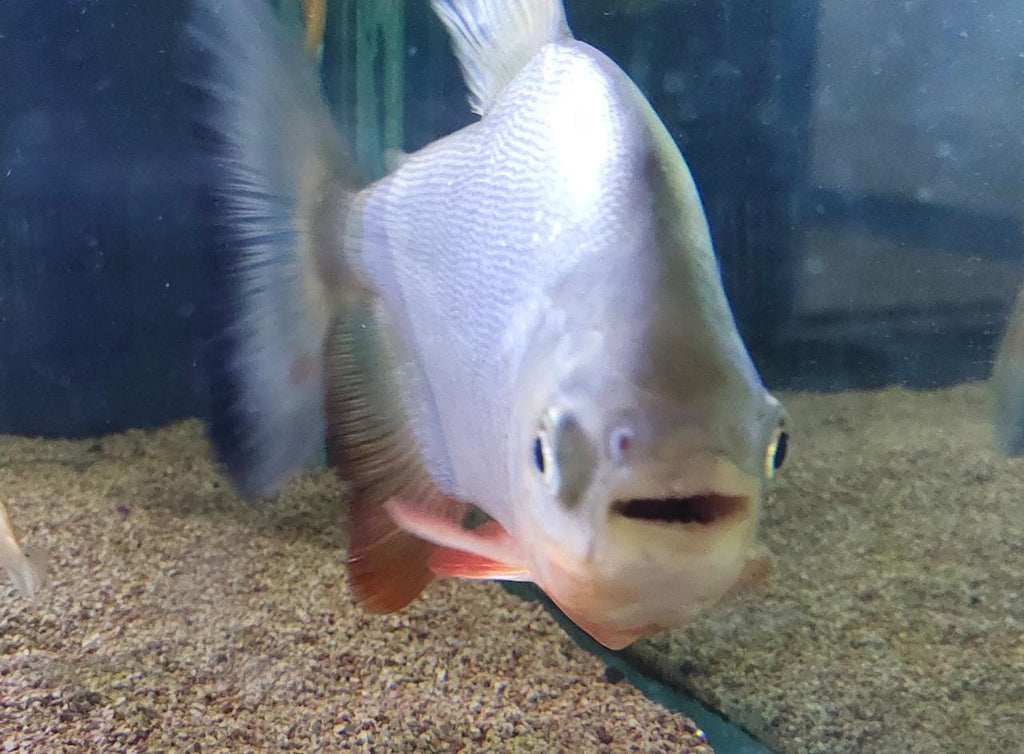 Pacu